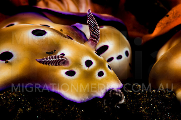Chromodoris Nudibranchs Laying Eggs (2)
