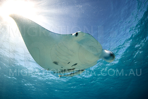 Manta Sunball