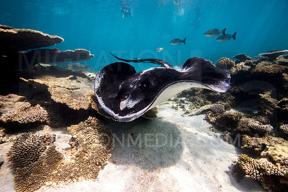 Bull Ray
