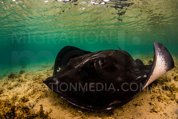 Shallow Bull Ray Close