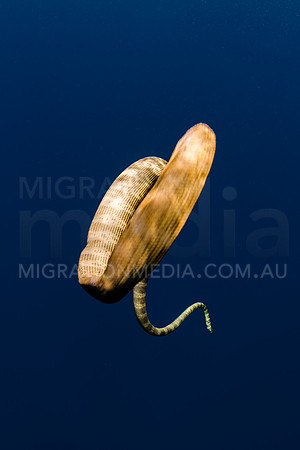 Sea Snake Paddle-Tail