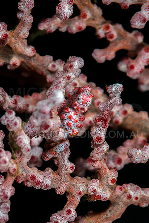 Bargibanti Pygmy Seahorse Front-On