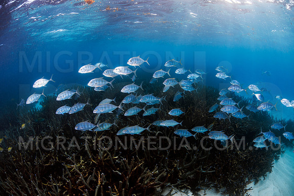 Schooling Trevally on Reef
