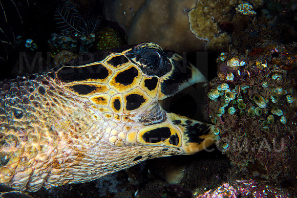 Hawksbill Turtle Feeding