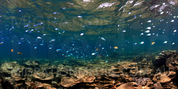 Coral Reef