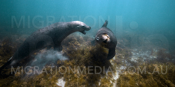 Australian Sea Lions Playing