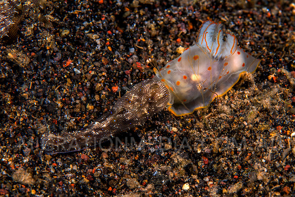 Sea Hare Eaten by Nudibranch (2)
