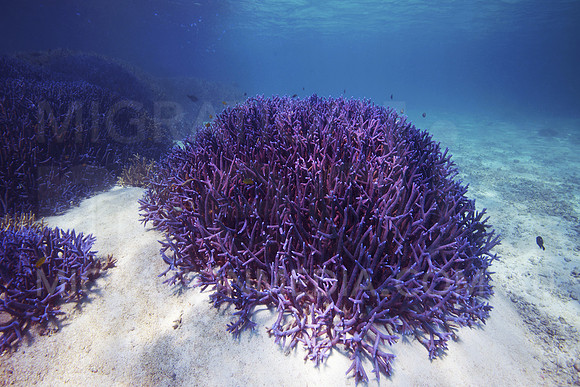 Purple Branching Coral