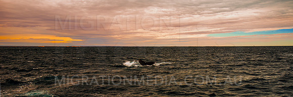 Humpback Whale Panoramic