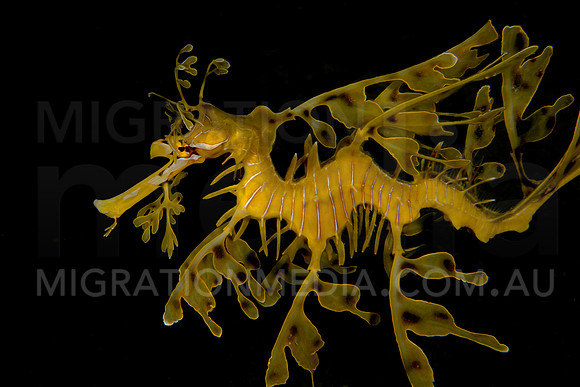 Leafy Sea Dragon