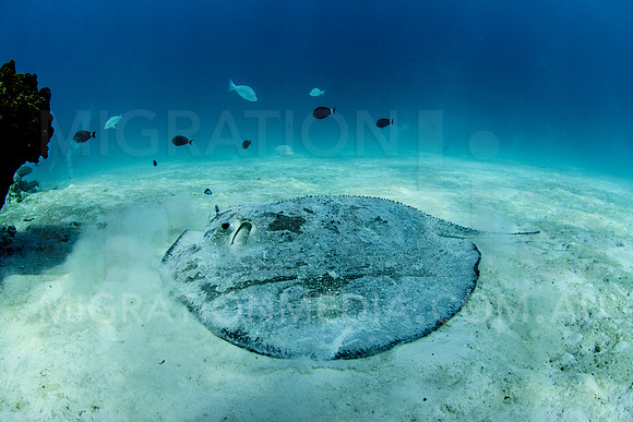 Roughback Stingray on Sand