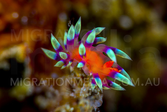 Flabellina Nudi