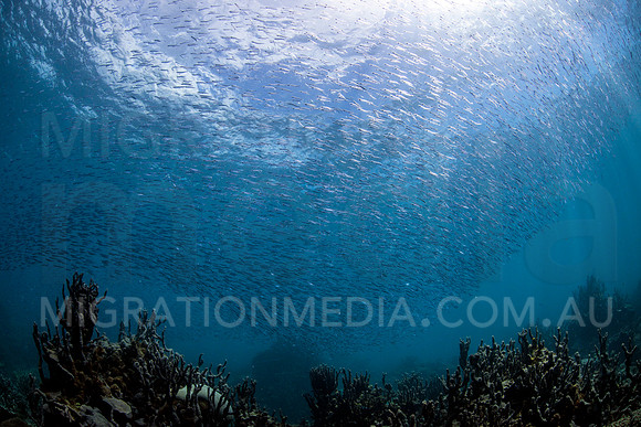 Baitfish & Reef