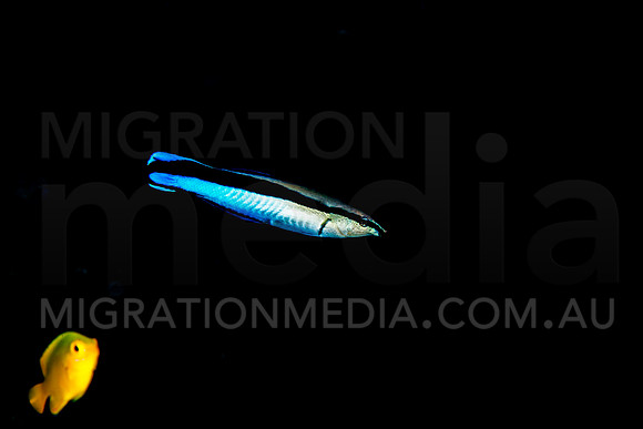 Cleaner Wrasse
