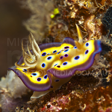 Krunei Nudibranch