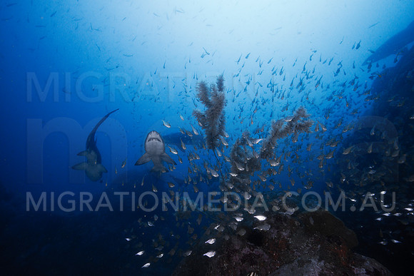 Grey Nurse Sharks and Soft Coral