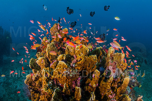 Fire Coral with Anthias