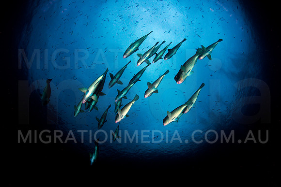 Bumphead Parrotfish Silhouette