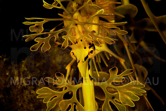 Leafy Sea Dragon Front