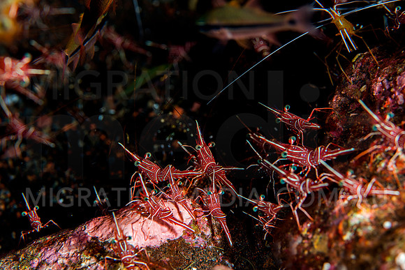 Hinge-Back Shrimps