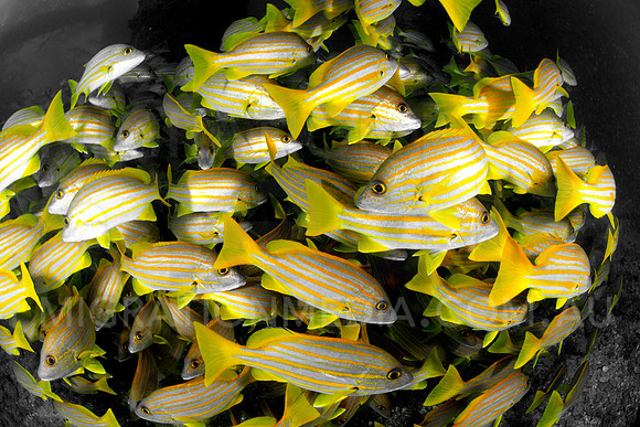 Snapper (2)