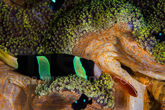 Clarke's Anemonefish in Anemone