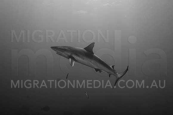 Grey Reef Shark B&W