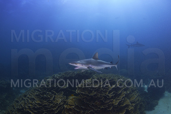 Grey Reef Shark Mouth Open