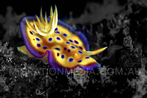 Chromodoris Nudi Pop