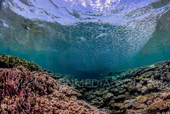 Coral Reef Scene & Fish Batball