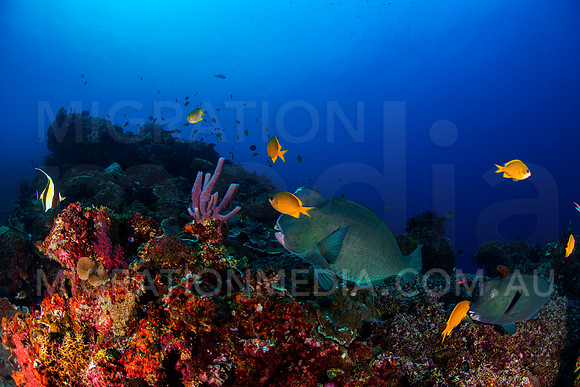 Bumphead Parrotfish on Reef