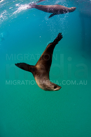 Australian Fur Seal Upside-Down