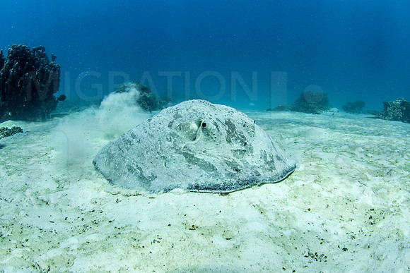 Roughback Ray on Sand