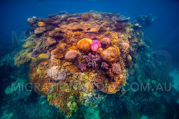 Colourful Coral Bombie