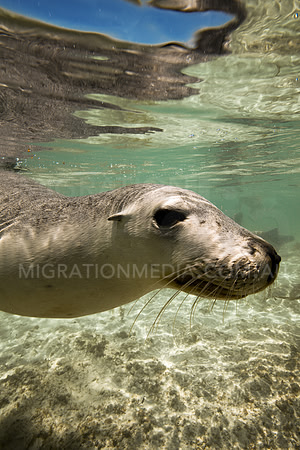 Australian Sea Lion Feamle Face
