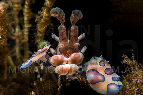 Harlequinn Shrimp Posing