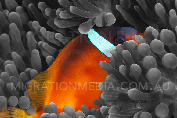 Red Anemone Pop