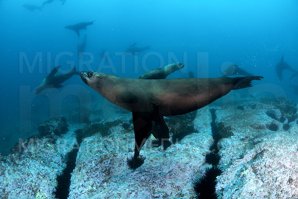 Australian Fur Seals