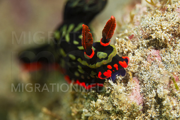 Bright Nembrotha Nudi