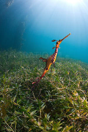 Weedy Sea Dragon Scene in Weed