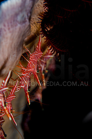 Hinge-Back Shrimp Hiding in Sponge