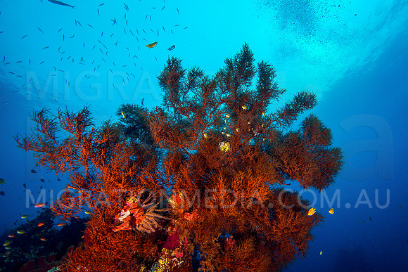 Large Black Coral with Fish