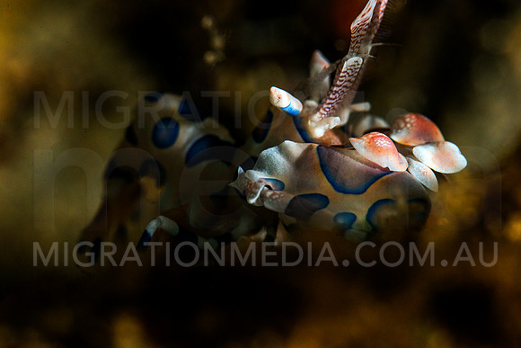Harlequinn Shrimp Eye Focus