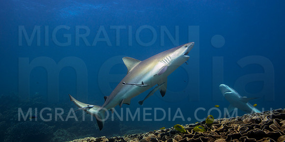 Grey reef Shark Pair Cleaning Teeth