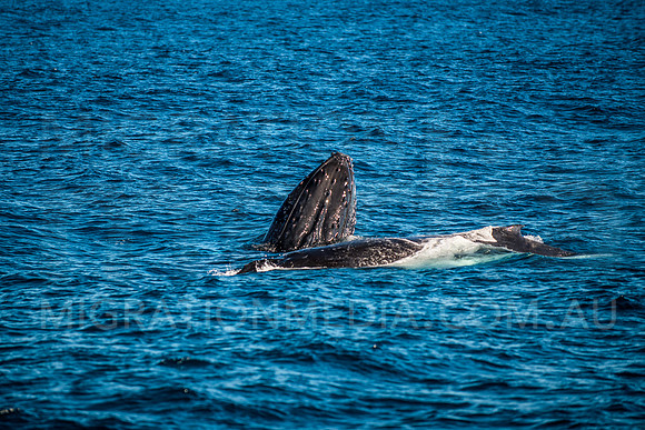 Humpback Whale Spyhop
