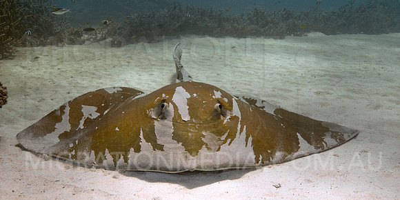 Cowtail Ray Close-Up