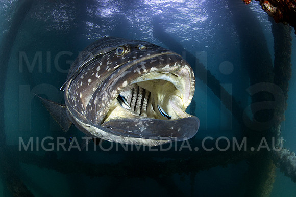 Giant Queensland Grouper Cleaning