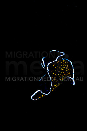 Gold dotted Flatworm Swimming (2)