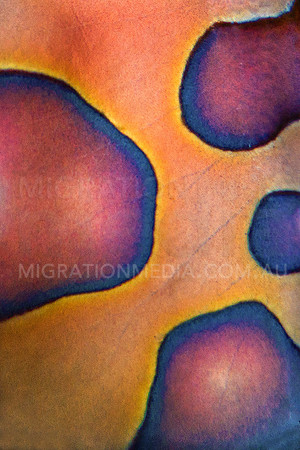 Harlequin