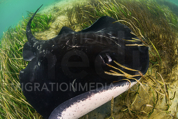 Bull Ray in Sea Grass